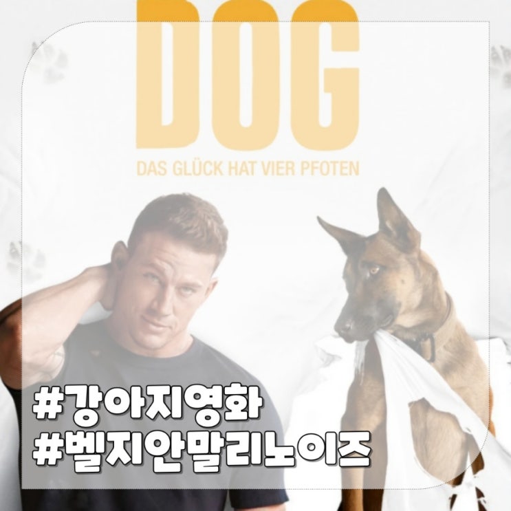  벨지안 말리노이즈,강아지 영화 도그 주인공 마리노이즈 정보