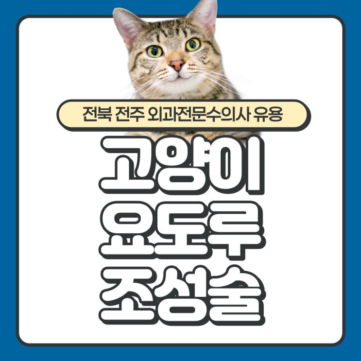  전주 송천동 동물병원, 고양이 방광염 재발한다면? 요도루 조성술 수술