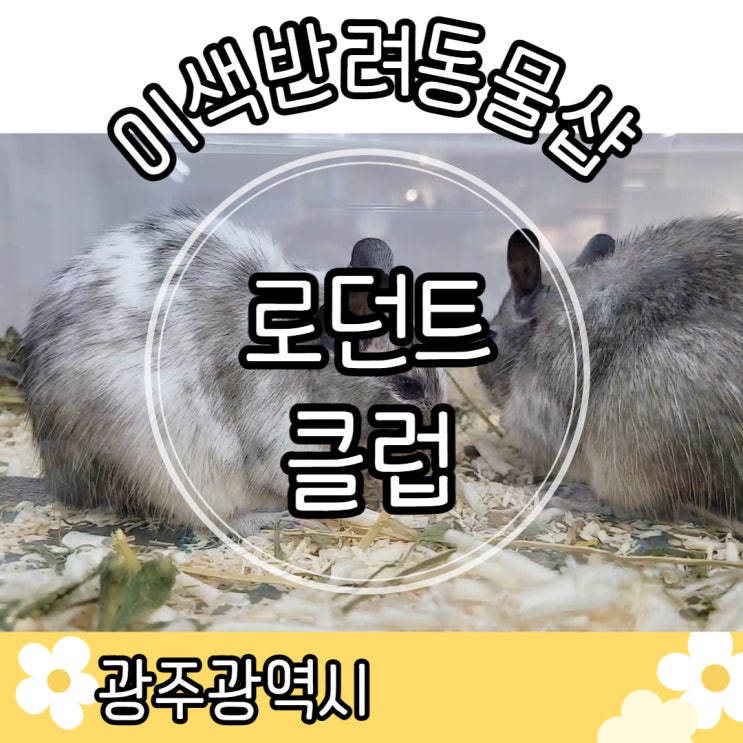  광주 로던트클럽｜이색반려동물 분양전문 수입고양이 슈가글라이더 햄스터 미어캣 친칠라 토끼 기니피그