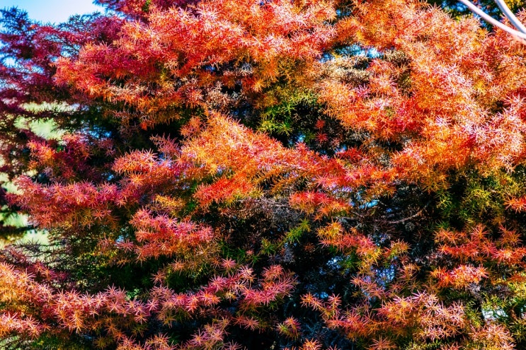 뉴질랜드 오클랜드 일상 주말 체크인 바다 산책 6월 날씨 뉴질랜드 오클랜드 일상 주말 체크인 바다 산책 6월 날씨