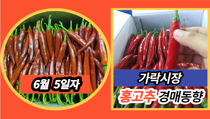  [경매사 일일보고] 6월 5일자 가락시장 홍고추 경매동향을 살펴보겠습니다!