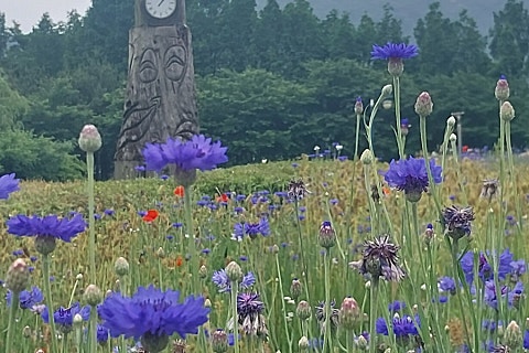 꽃길다육 이미지