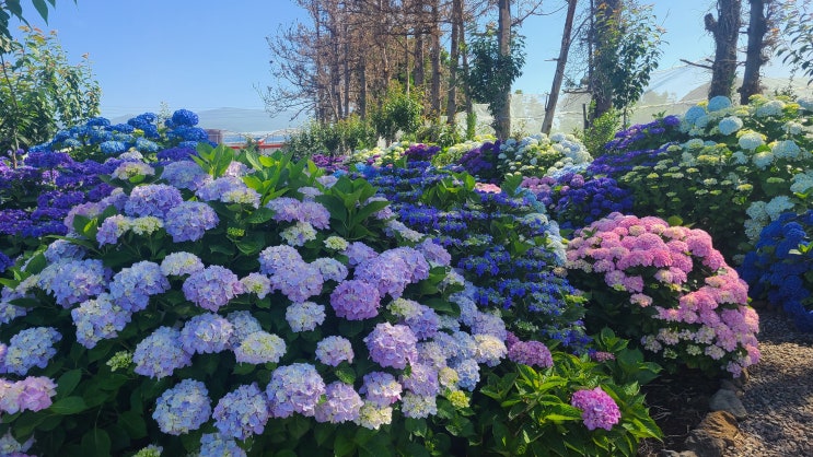제주 수국명소 답다니수국밭 입장료 및 솔직후기 제주 수국명소 답다니수국밭 입장료 및 솔직후기