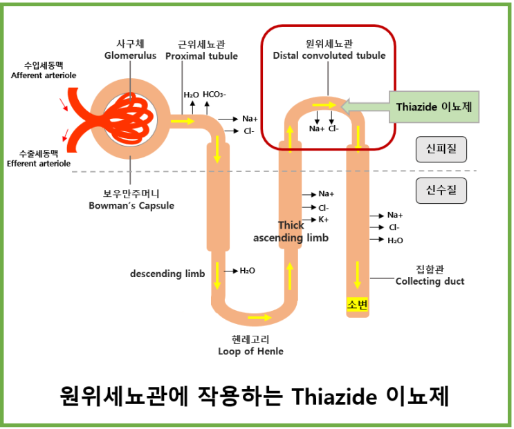티아지드(thiazide) 이뇨제의 원위세뇨관 작용기전, 효능, 효과와 부작용