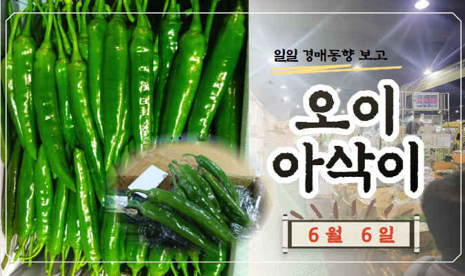  [경매사 일일보고] 6월 6일자 가락시장 오이아삭이 경매동향을 살펴보겠습니다!