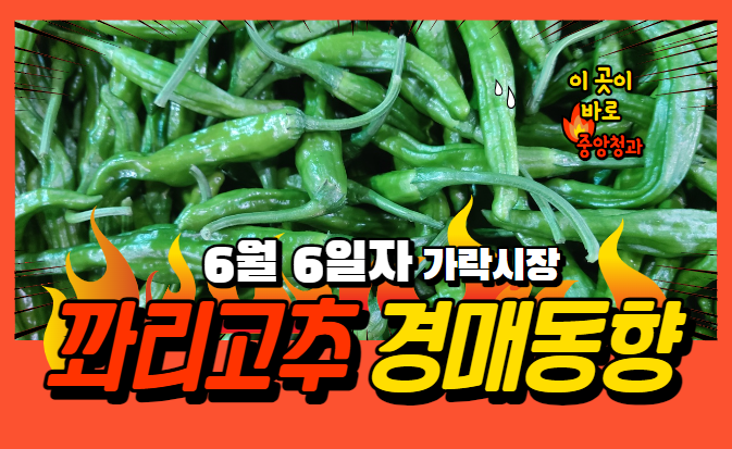  [경매사 일일보고] 6월 6일자 가락시장 꽈리고추 경매동향을 살펴보겠습니다!