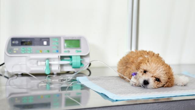 우리집 '댕냥이' 병원비가 '경차 한 대 값'... 펫보험, 들까 말까? 우리집 '댕냥이' 병원비가 '경차 한 대 값'... 펫보험, 들까 말까?