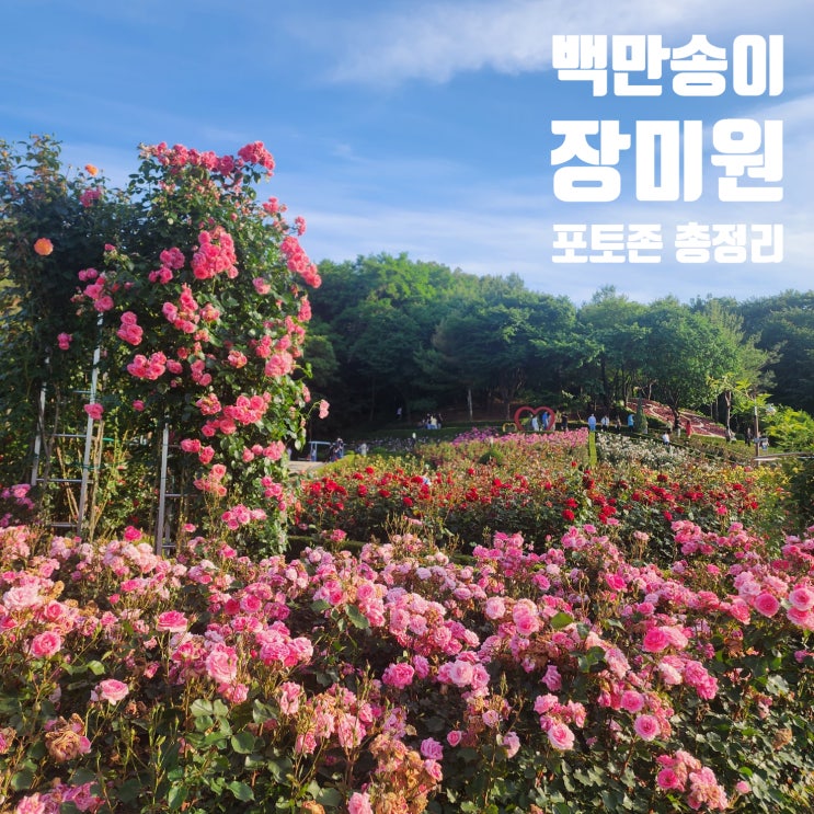  부천 백만송이장미원 장미축제 꽃구경 데이트코스 가볼만한곳 주차, 개화기간, 포토존