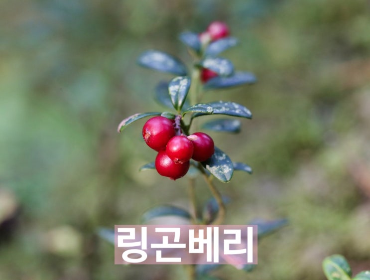  슈퍼푸드 링곤베리, 효능/먹는 법/부작용/구매시 주의 사항