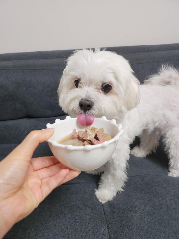  노견 영양식 강아지 레토르트, 강아지죽 습식 청송백자식품