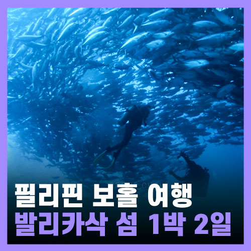 필리핀 보홀 발리카삭 아일랜드 다이브 리조트, 스쿠버다이빙