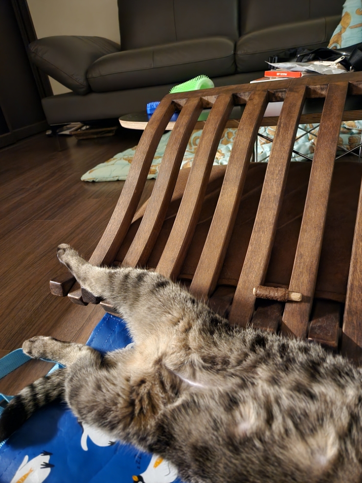  제주 숙소/김씨주택 : 고양이 일일 집사 체험