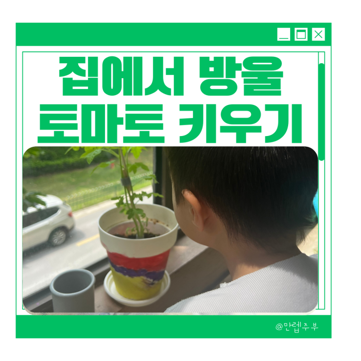  자연물놀이 :: 집에서 방울토마토 키우기 물주기 지지대 방법