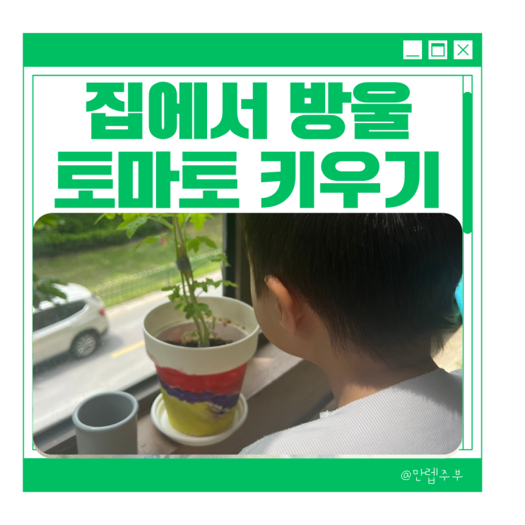 자연물놀이 :: 집에서 방울토마토 키우기 물주기 지지대 방법