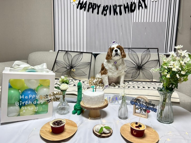 사랑하는 나의 강아지 강나무의 7번째 생일파티