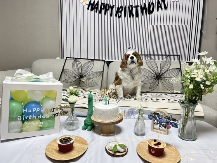  사랑하는 나의 강아지 강나무의 7번째 생일파티