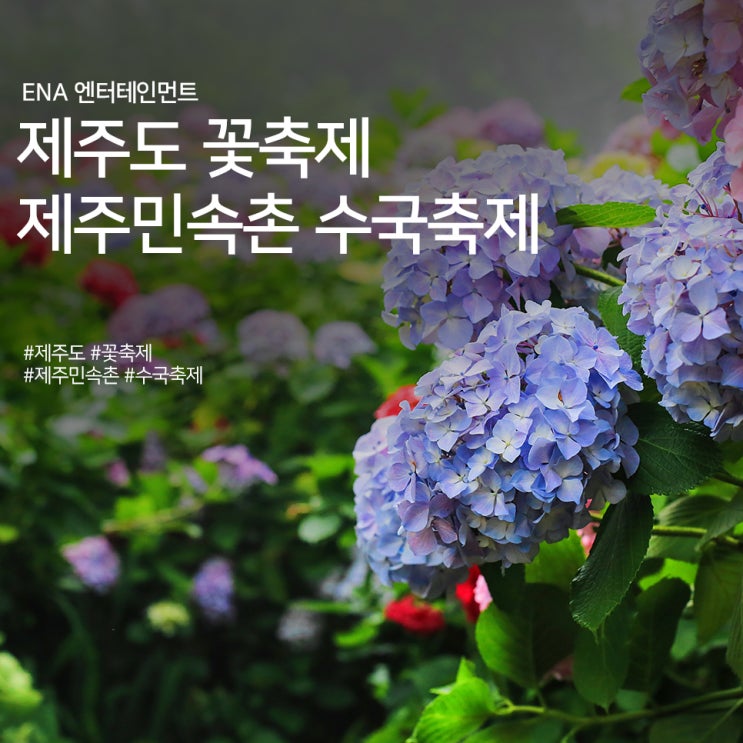  제주도 꽃축제 : 제주민속촌 수국축제 정보