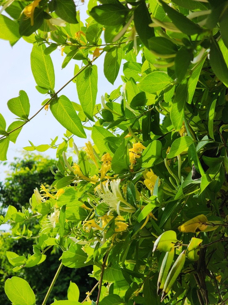 6월 일산 호수공원 인동초(인동덩굴) 향기 맡으며 초록 감성 사진 기록