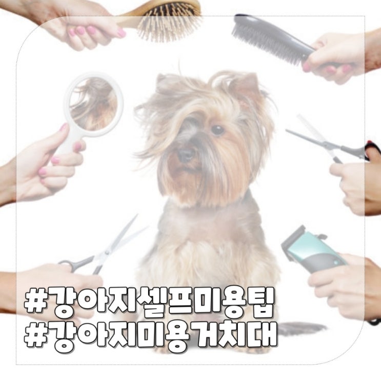  강아지 셀프미용거치대 발톱깍기 쉬워지는 쁘띠시오 해먹