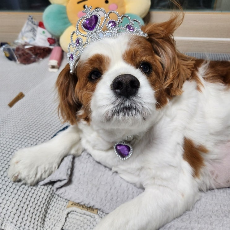  8살 견생을 살아가는 오늘 강나무 생일