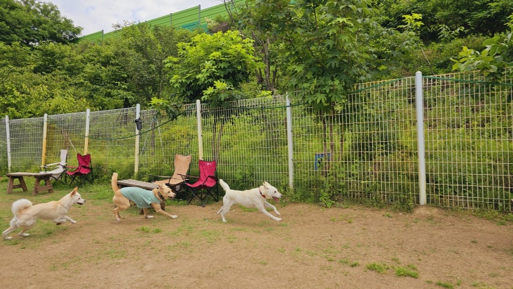  성남강아지장기호텔 :) 라드독