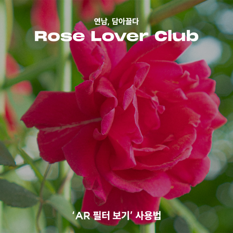  [연남, 담아끌다] Rose Lover Club_'AR 필터 보기' 사용법