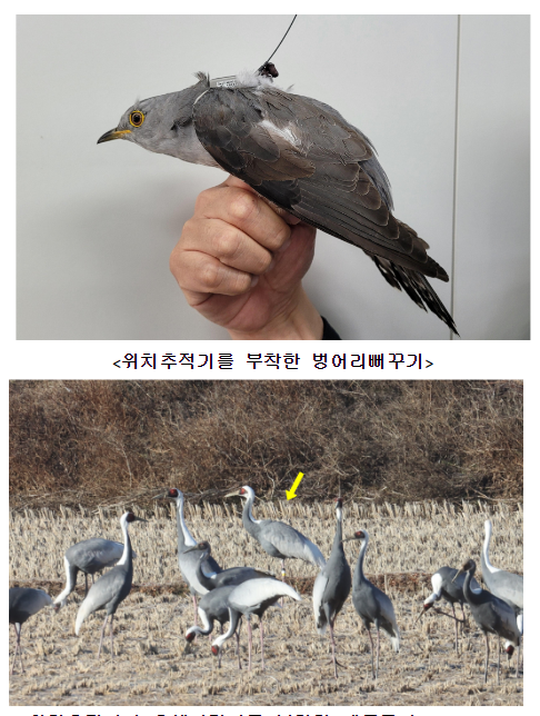 벙어리뻐꾸기와 재두루미 이동 정보 위치추적기로 새로 확인 벙어리뻐꾸기와 재두루미 이동 정보 위치추적기로 새로 확인