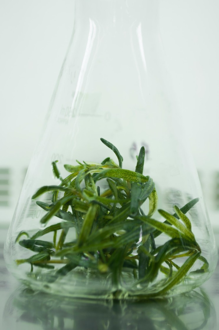 agar와 phytagel의 차이점, 식물 조직배양 배지의 고형화 재료 종류-3부