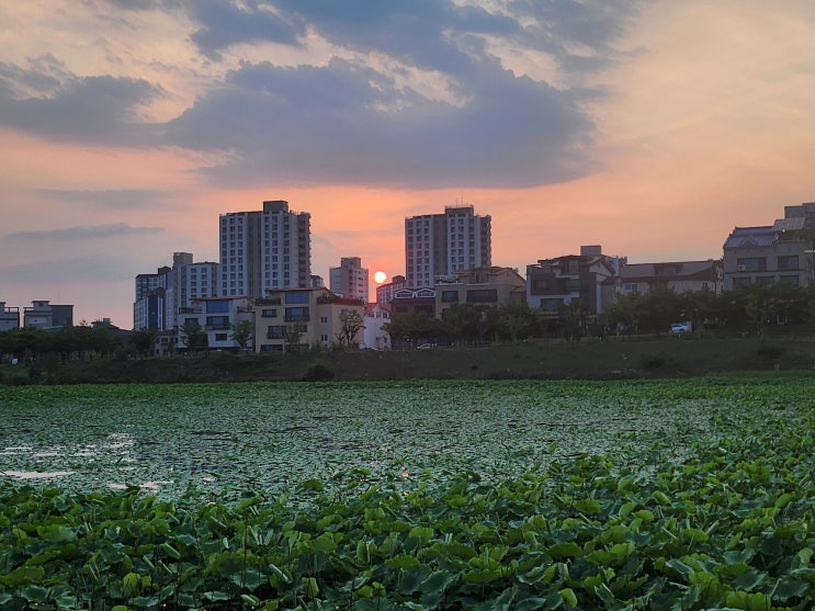  주간일기 44번째