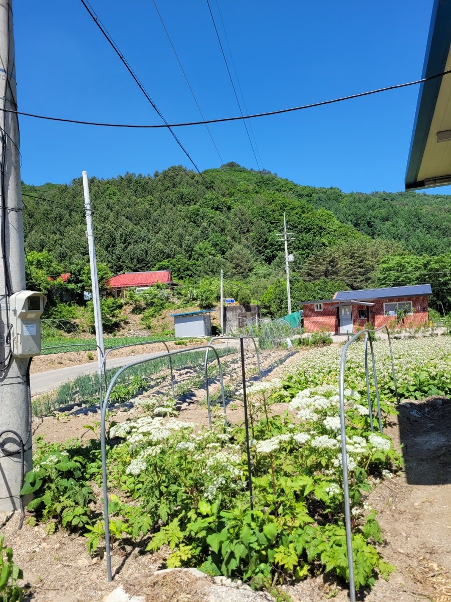 대골 사진 4