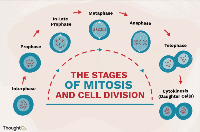 신경내분비종양의 분류와 등급 기준에서 언급되는 mitotic count를 세는 방법 : 네이버 블로그