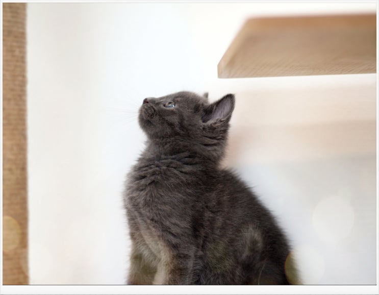 날씬한 체형으로 귀품있는 고양이계의 신사 러시안블루분양 에 대해 알아볼까요?