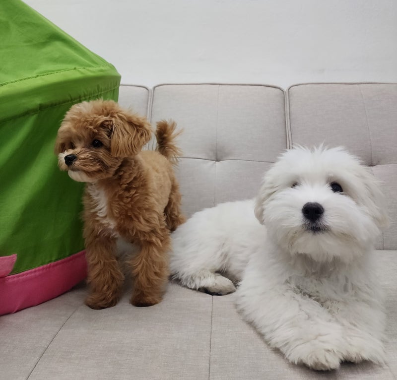 꼬똥 드 툴레아 새끼,성견 교육 방법과 꼬동 분양 주의사항 : 네이버 블로그