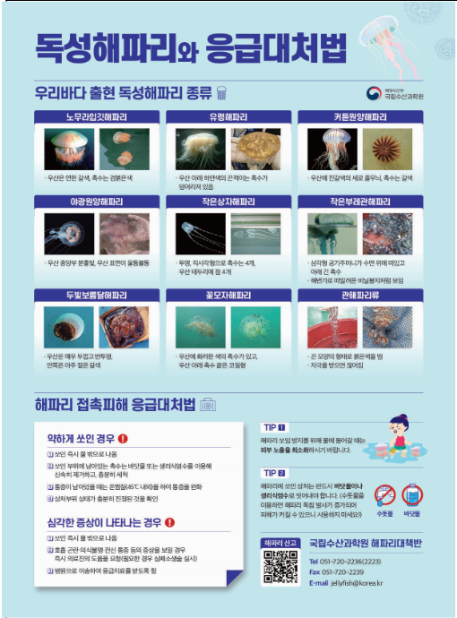2023년 해파리 피해방지 종합대책 마련 2023년 해파리 피해방지 종합대책 마련