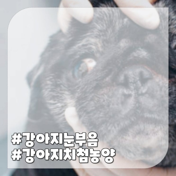  강아지 눈주위 눈부음 원인 치주염 치첨치근농양 증상 치료