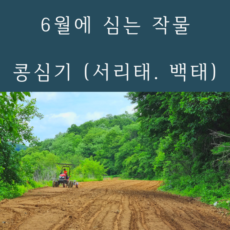  6월에심는작물 콩심기 백태 서리태심는시기
