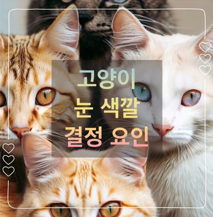  고양이 눈 색깔 결정 요인