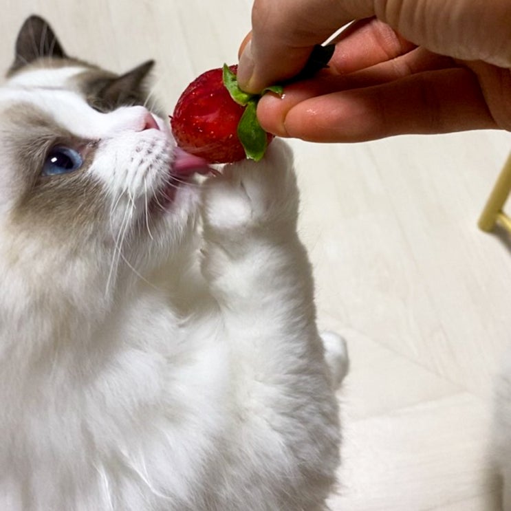  고양이 딸기 급여, 먹어도 되는 과일이지만 먹이면 안 되는 3가지 경우