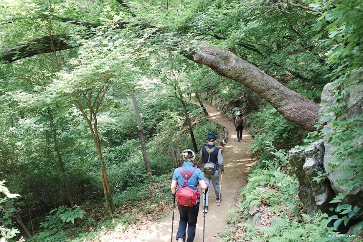 과천 서울대공원 산림욕장길, 동물원 둘레길 산책 추천