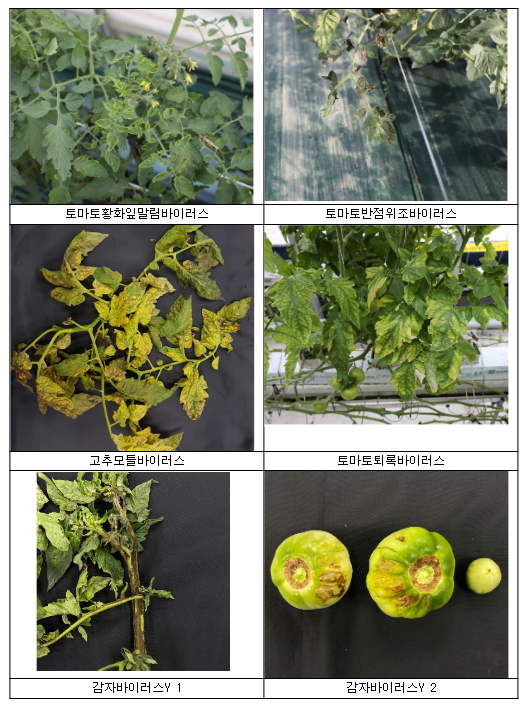 토마토 발생 바이러스 ‘맞춤 관리’ 필요_농촌진흥청