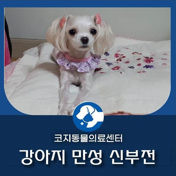  강아지 단백뇨, 강아지 만성신부전, 강아지 CKD관리 중인 두부