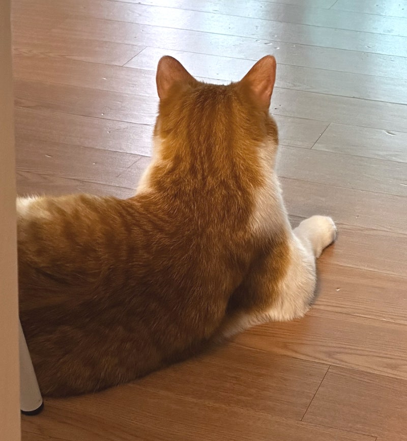 뚱뚱한 고양이 습식사료 후기 로얄캐닌라이트웨이트케어 : 네이버 블로그 뚱뚱한 고양이 습식사료 후기 로얄캐닌라이트웨이트케어 : 네이버 블로그