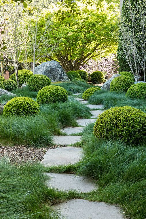  부시측백(Thuja occidentalis) 관리 방법