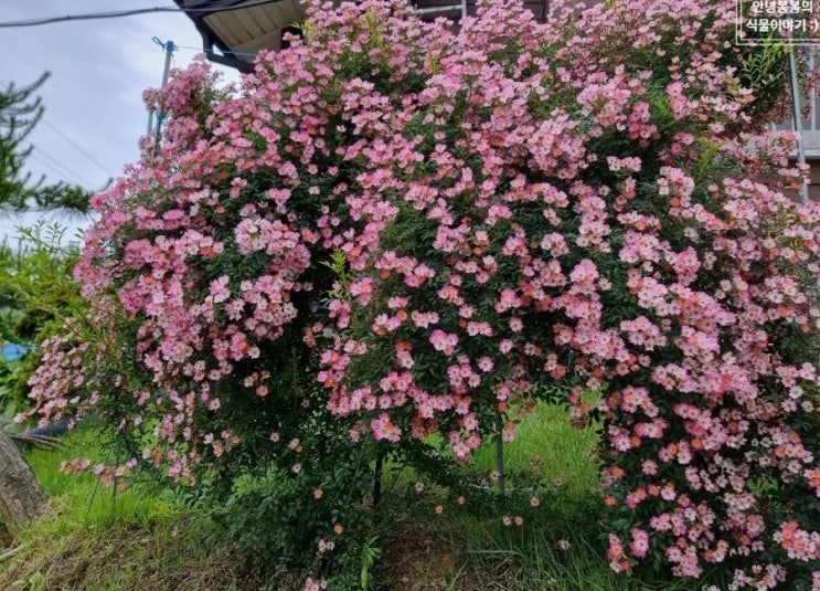  분홍빛 찔레꽃 포토, 꽃말