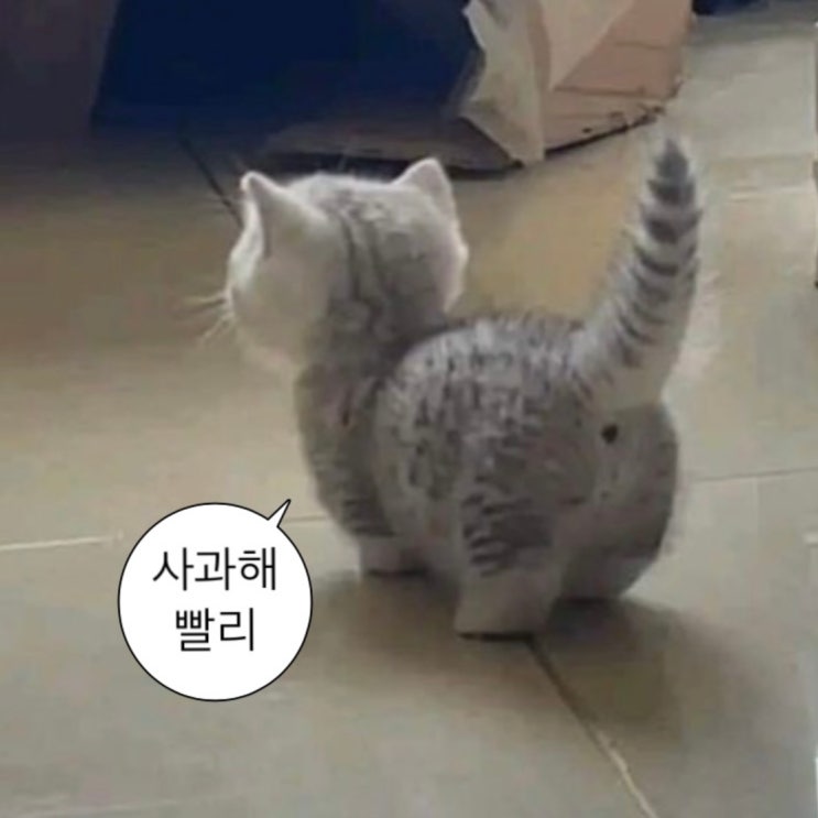 요즘 내가 좋아하는 것들