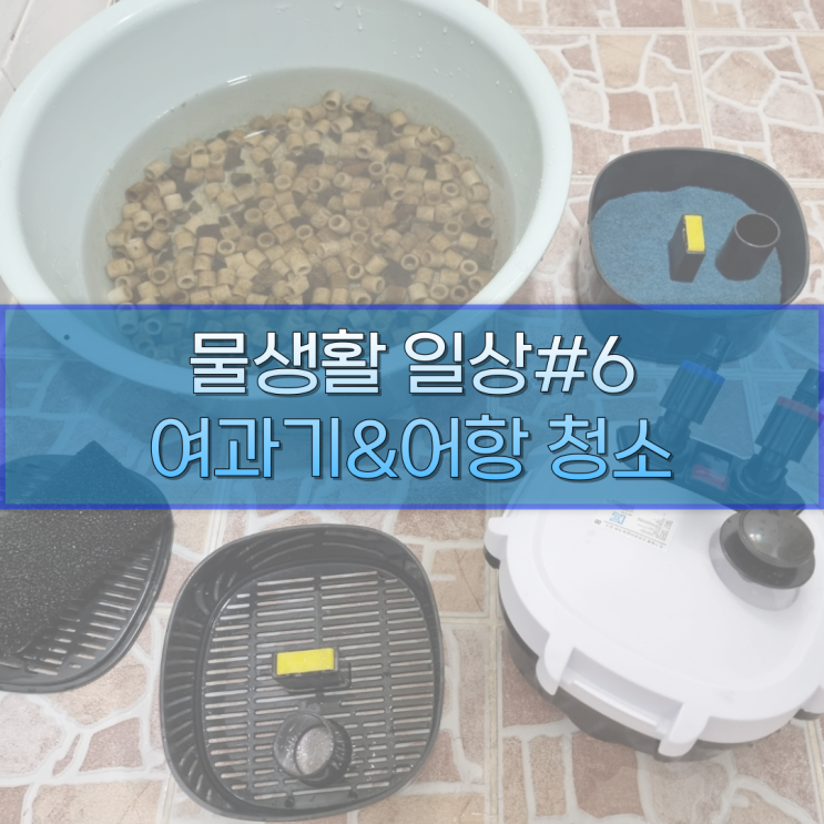  물생활 일상#6: 여과기&어항 청소(feat. 여과기 청소 꿀팁&브라인쉬림프 급여방법, 폭풍먹방)