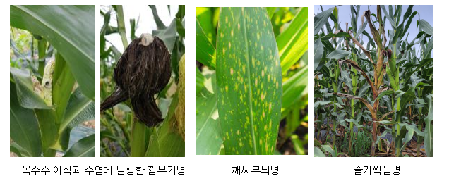옥수수 주요 병, 이렇게 방제하세요_농촌진흥청 옥수수 주요 병, 이렇게 방제하세요_농촌진흥청