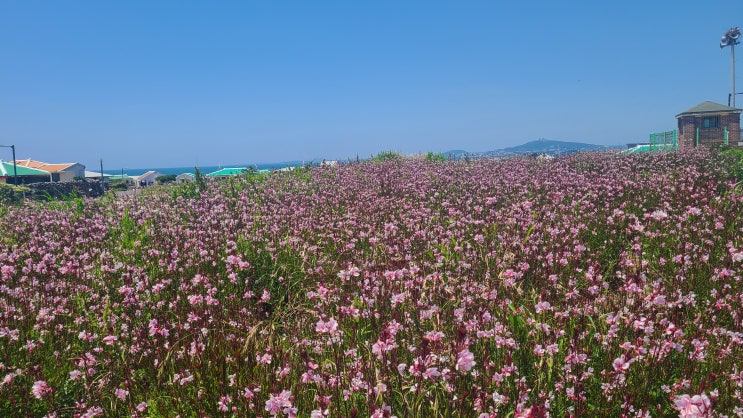 가파도 배편과 6월의 가파도 청보리축제 뒤