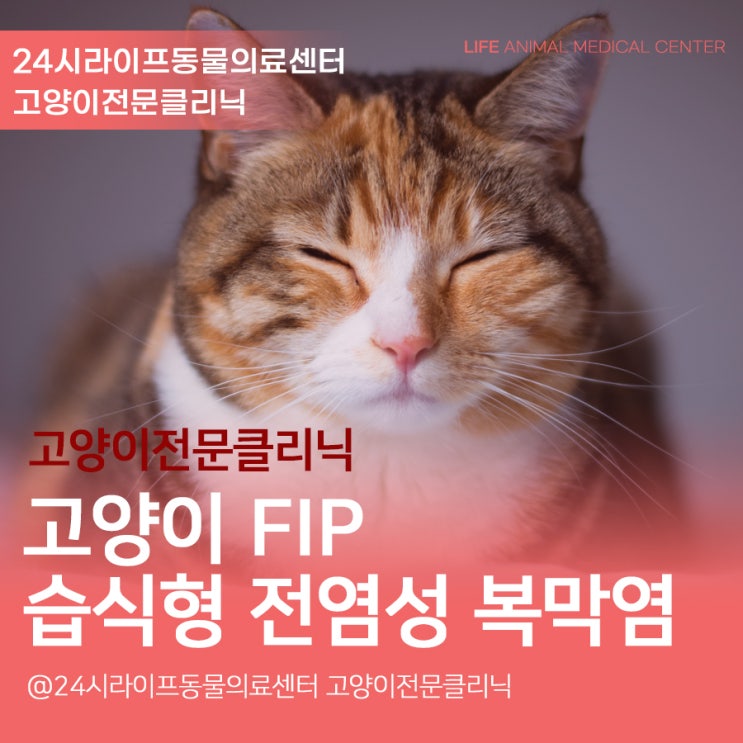 대구고양이동물병원 : 고양이 전염성 복막염 FIP 습식형 치료 케이스