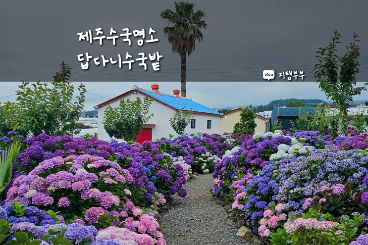  서귀포 월평동 | 6월 제주수국명소 추천 답다니수국밭